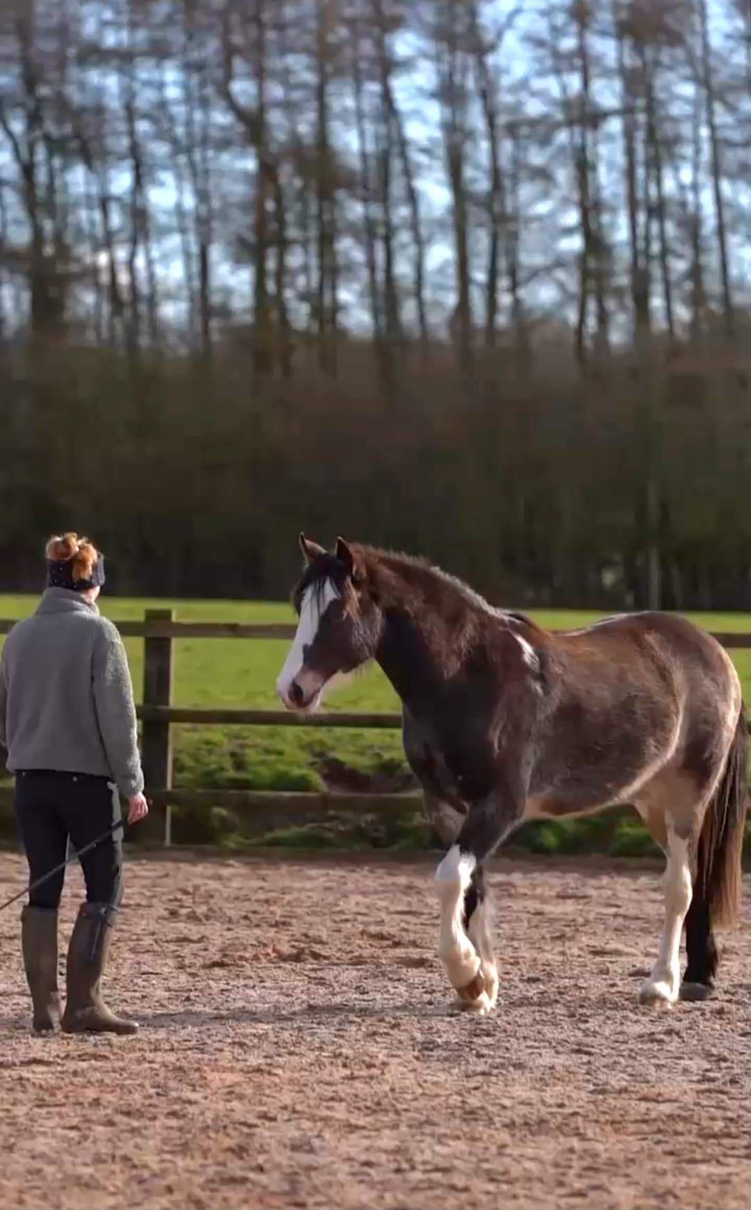 Young Horse Training Series